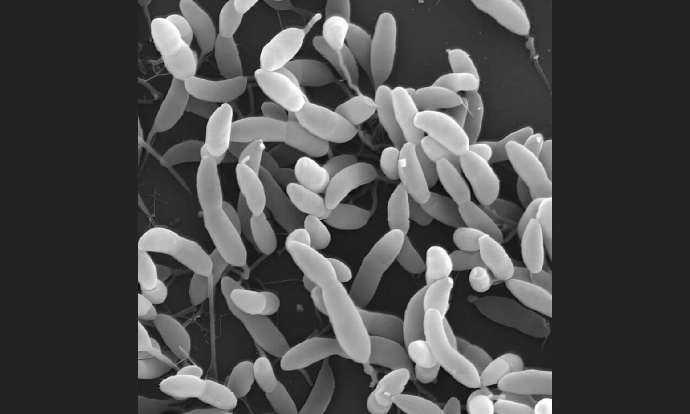 La bactérie Caulobacter crescentus