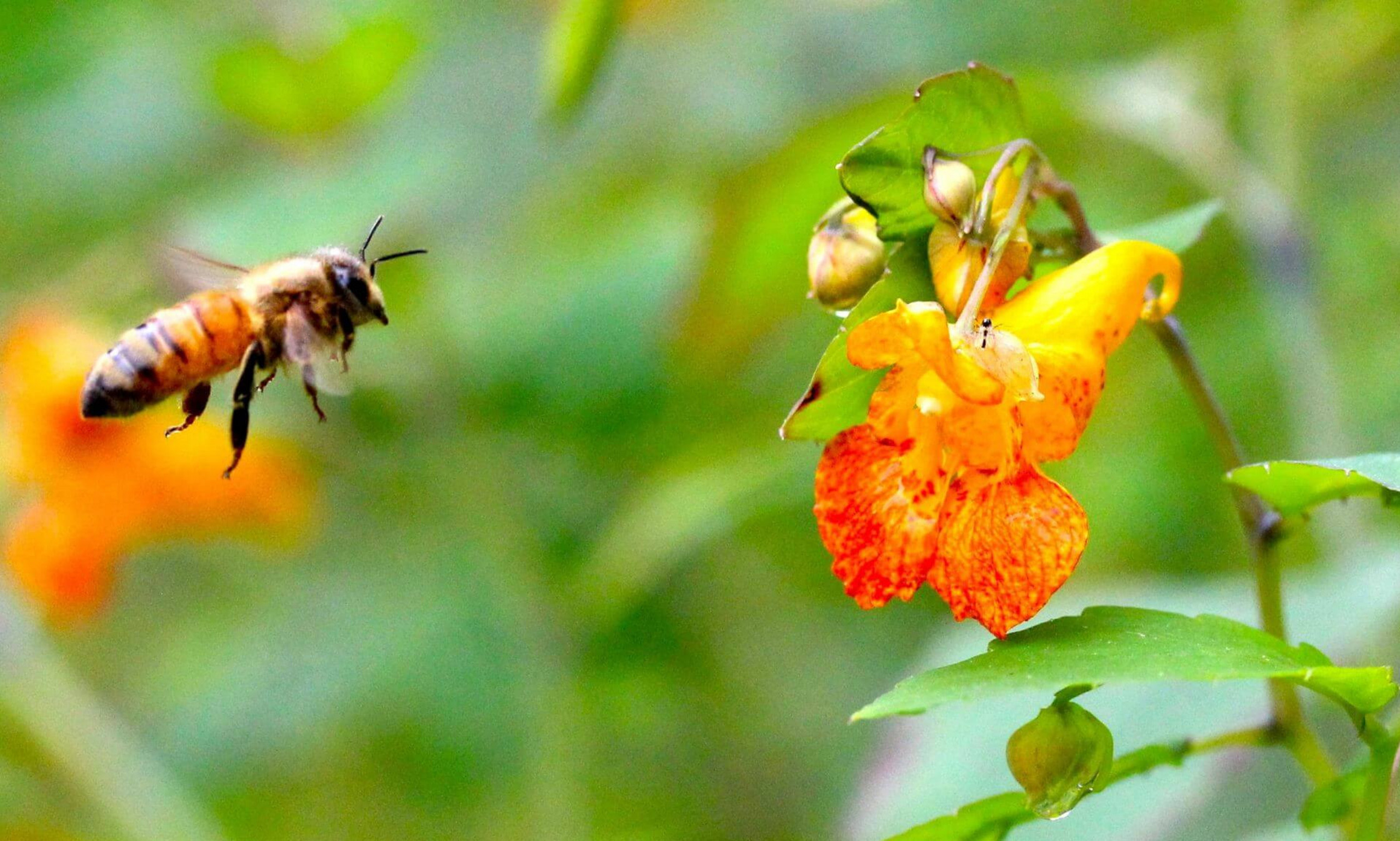 Selon l'étude, les fleurs de l’impatiente du Cap seraient capables de s’adapter aux changements provoqués par l’urbanisation dans les communautés de pollinisateurs.
