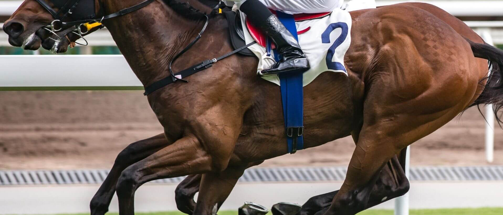Selon la Dre Schambourg, les innovations s’inscrivent dans un mouvement plus large visant à améliorer la santé et le bien-être des chevaux de sport.