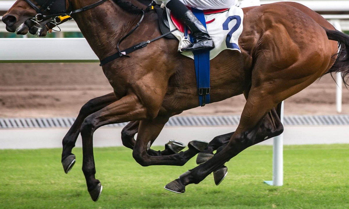 Selon la Dre Schambourg, les innovations s’inscrivent dans un mouvement plus large visant à améliorer la santé et le bien-être des chevaux de sport.