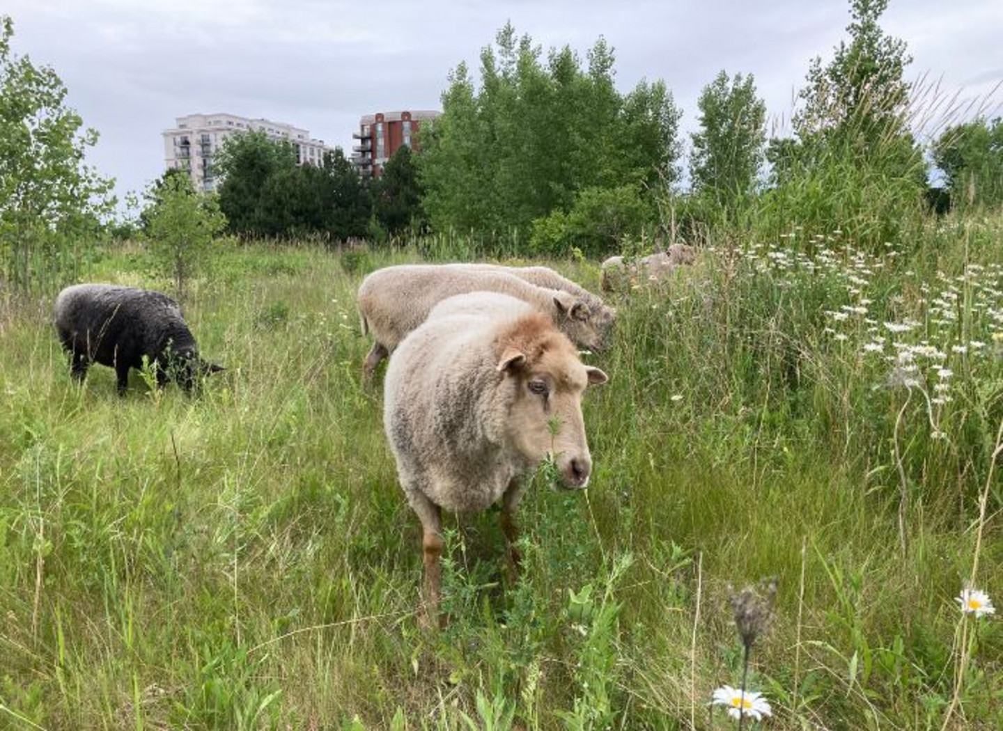 Ce projet se veut la première étape de quelque chose de plus large. L'équipe veut développer des volets sur la santé humaine et animale, et sur l’impact environnemental.