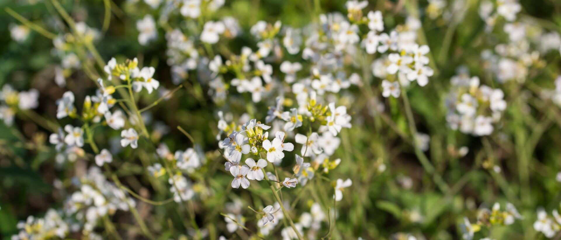 L'Arabidopsis thaliana ou arabette des dames, est une petite plante que les biologistes utilisent comme modèle de référence depuis des décennies.