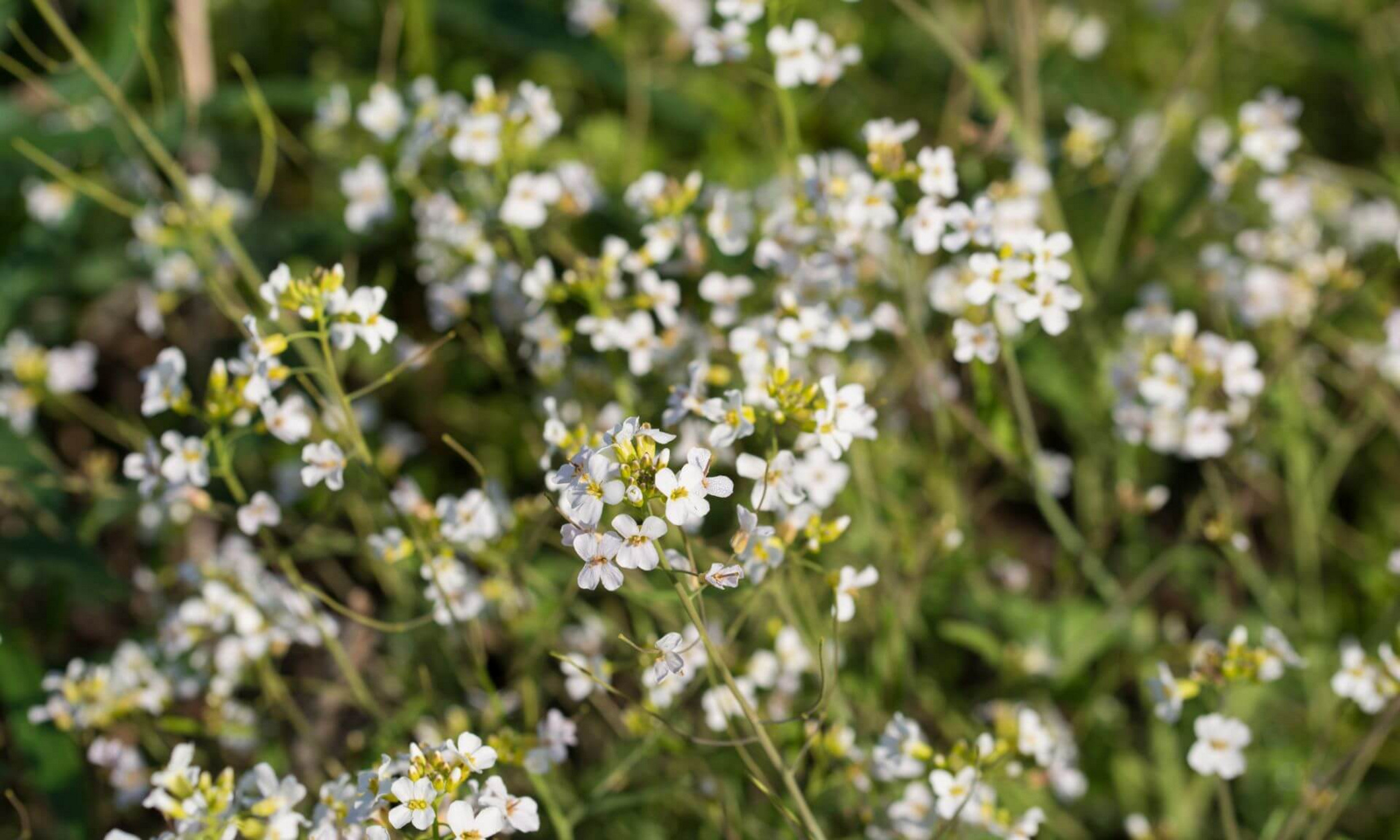 L'Arabidopsis thaliana ou arabette des dames, est une petite plante que les biologistes utilisent comme modèle de référence depuis des décennies.