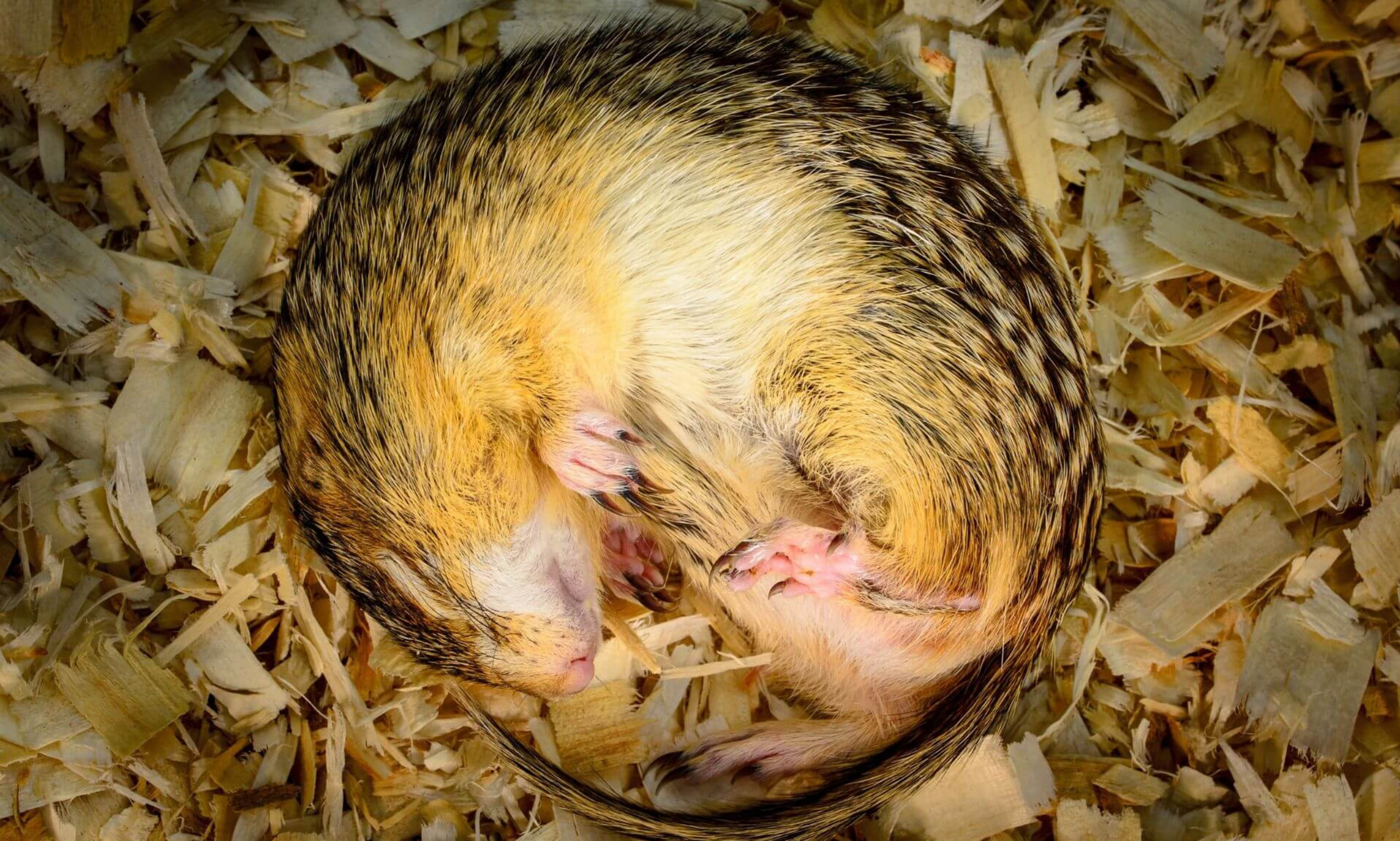 A ground squirrel in hibernation