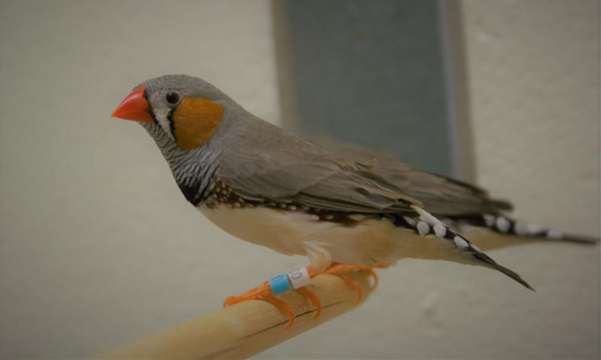 A male zebra finch