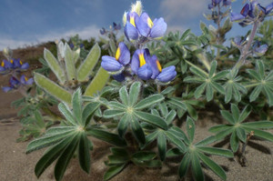Une espèce rare de «Lupinus» provenant de la végétation des lomas sur la côte du Pérou