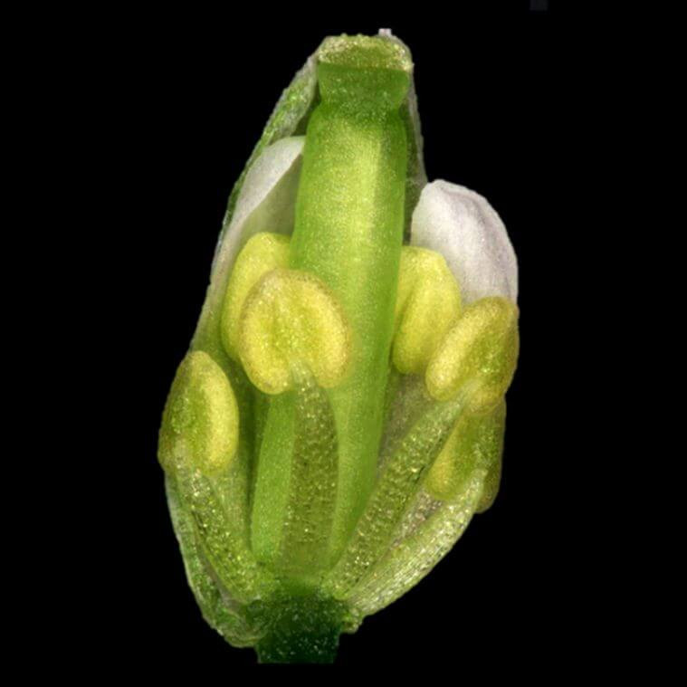 Une fleur en développement chez l'arabette des dames