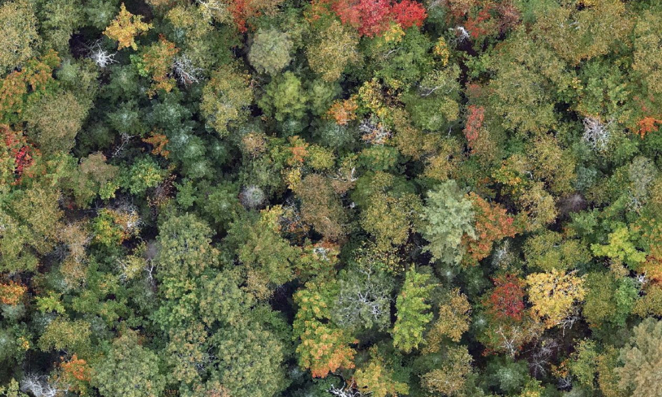 La Station de biologie des Laurentides  la Station de biologie des Laurentides