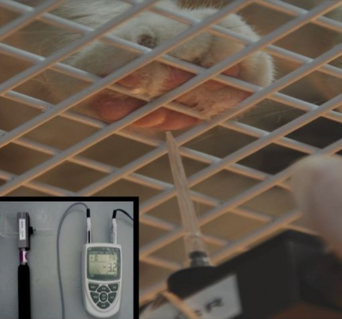 Un esthésiomètre de von Frey utilisé est appuyé contre la patte d’un chat pour quantifier les douleurs neuropathiques.