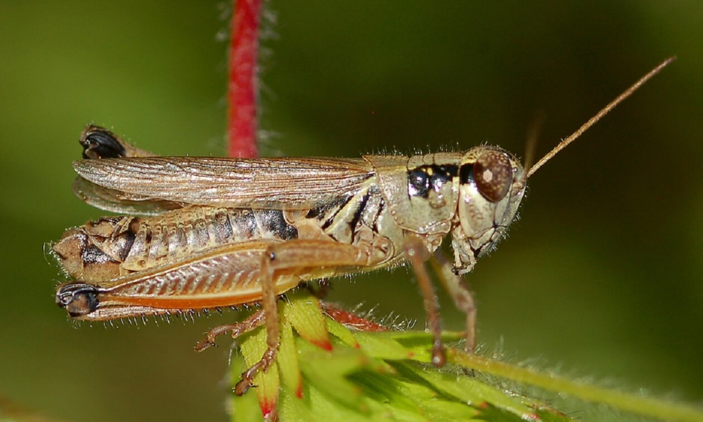 Le criquet «Melanoplus borealis», qui colonise les montagnes dans les Chic-Chocs en Gaspésie, est un bon exemple d’insecte menacé par les changements climatiques. Melanoplus borealis