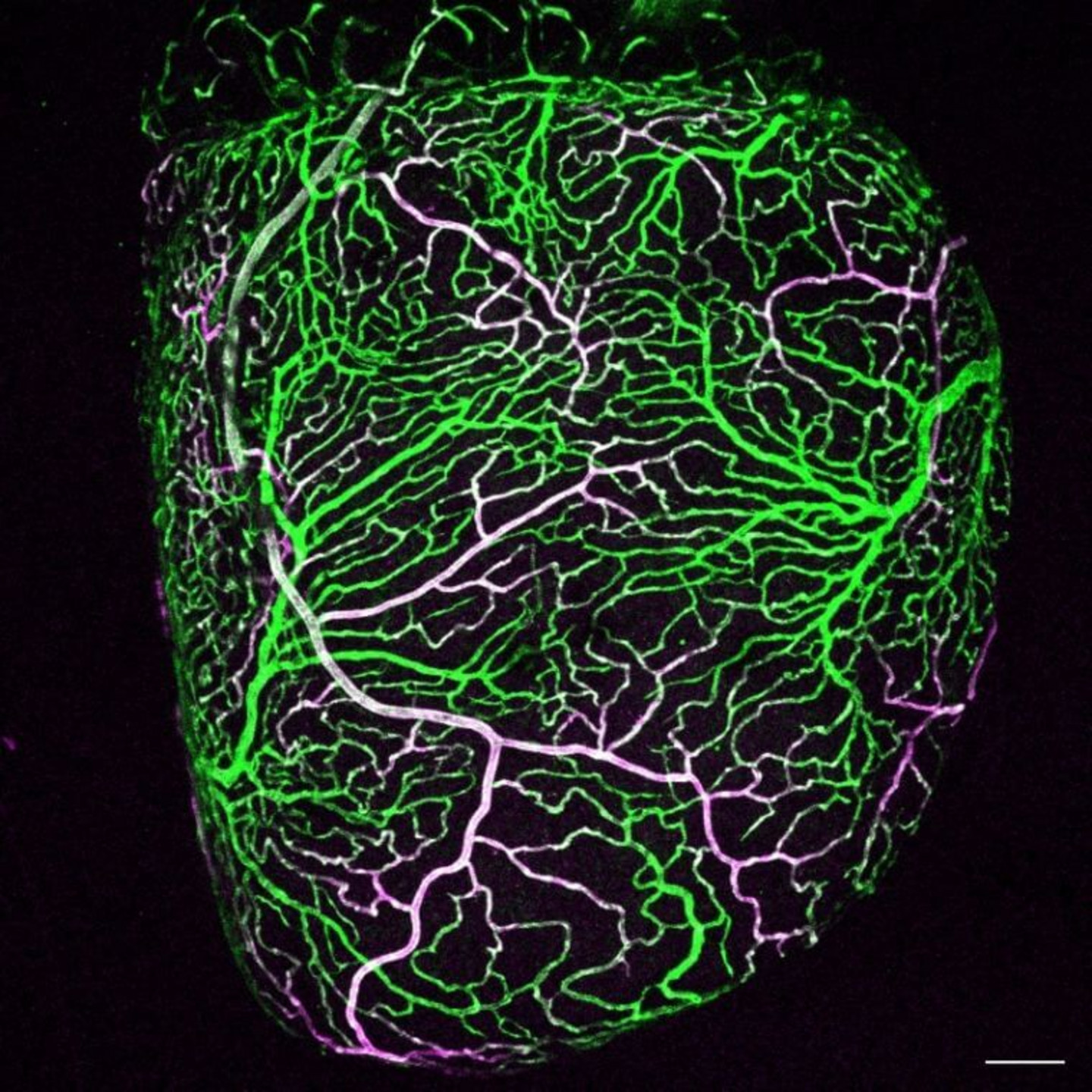 Cette vue du ventricule du poisson zèbre révèle l’apparition des futurs vaisseaux coronaires, rendus visibles grâce à deux lignées fluorescentes qui marquent les cellules endothéliales en cours de formation.