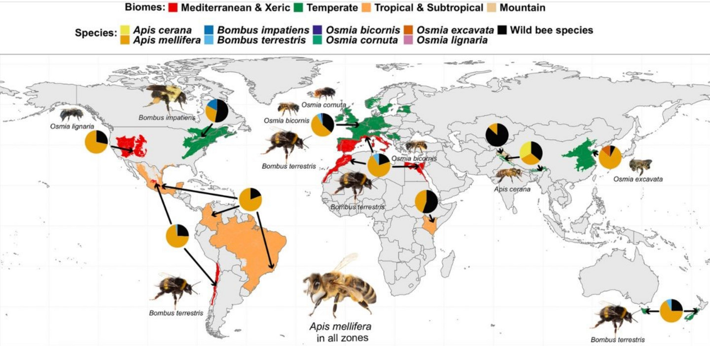 Représentation géographique des variétés d'abeilles