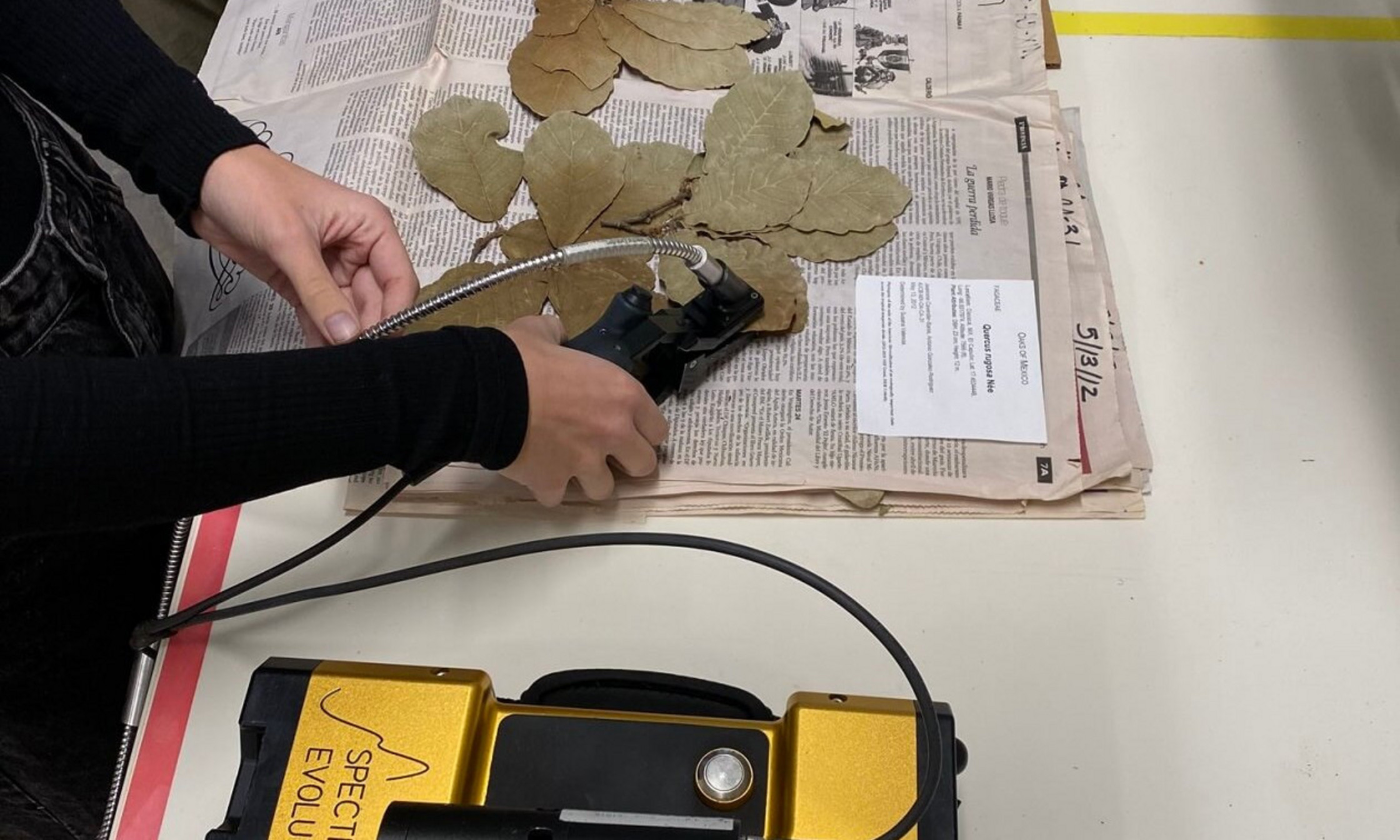 Deux chercheurs de premier cycle de l'Université du Minnesota mesurant un spectre de réflectance sur une feuille pressée.