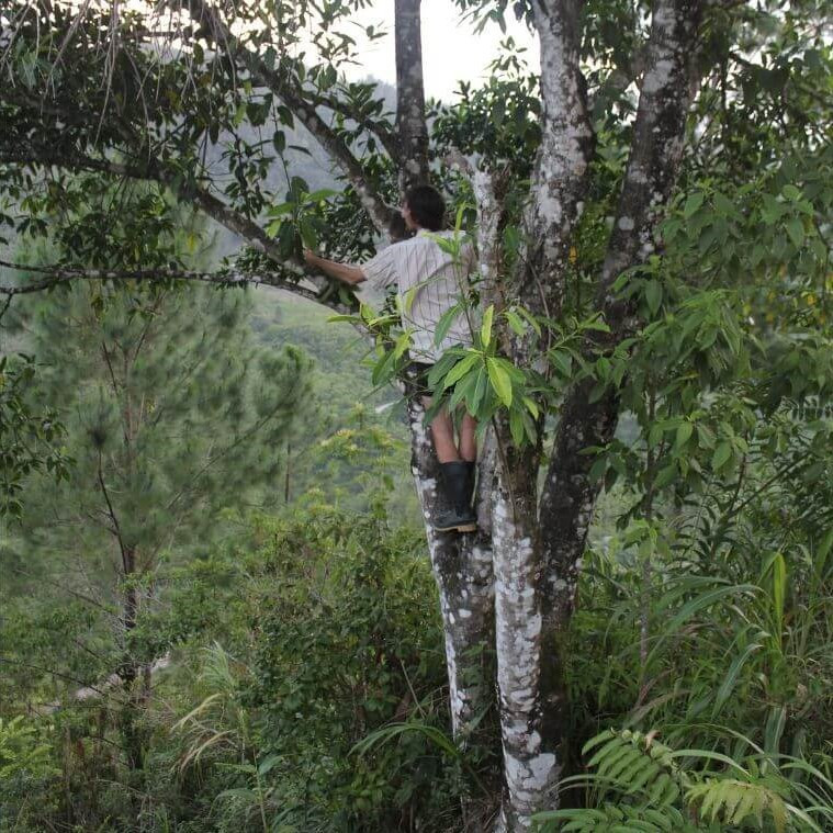 Prélèvement d'échantillons de feuilles d'arbres, dans le nord du Guatemala.