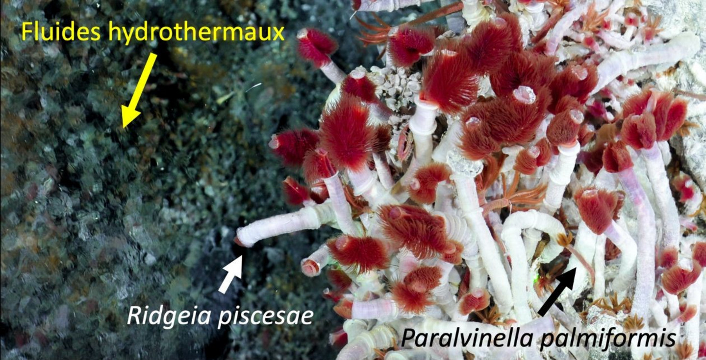 Deux des trois espèces de vers marins étudiés, vivant à proximité d'une source thermale à quelque 2500 m de profondeur.