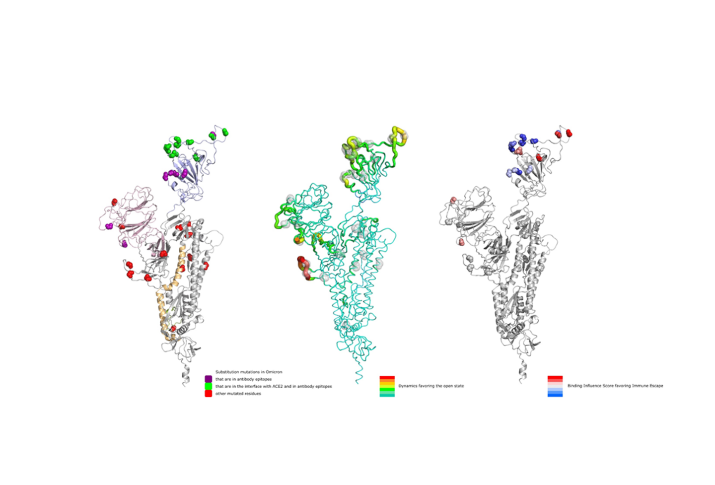 Représentation des mutations dans le variant Omicron et leur effet sur la dynamique favorisant l'état ouvert et leur potentiel d'évasion immunitaire