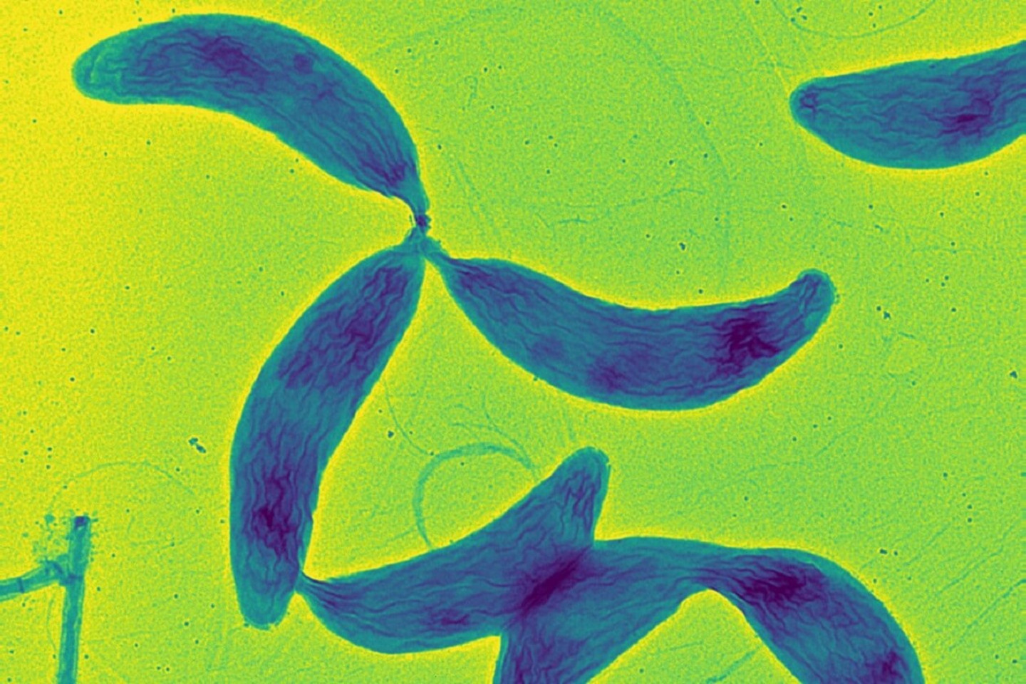 Cluster of three Caulobacter cells attached together via their bioadhesine (holdfast).