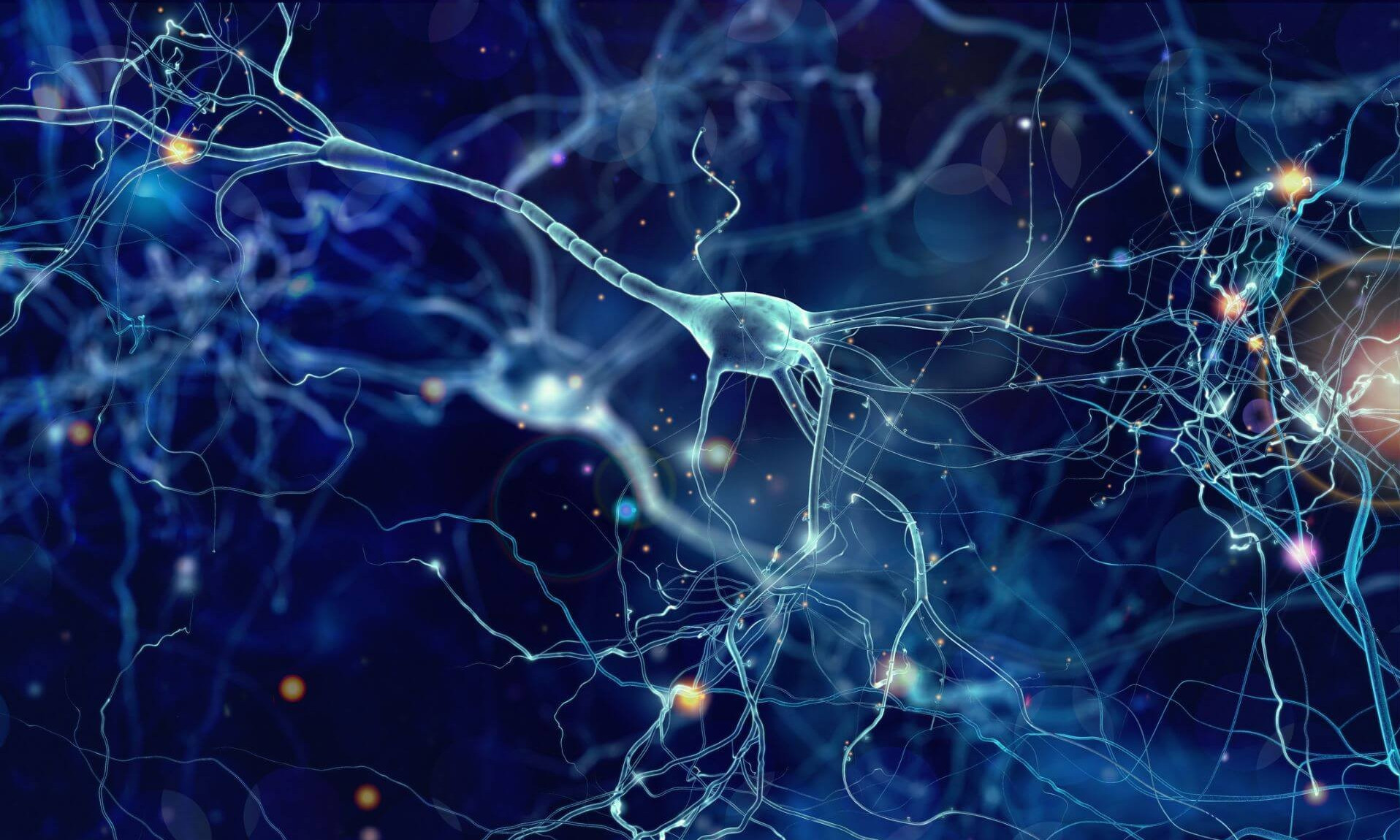 Selon les chercheurs, les lipides peuvent aussi servir de source d’énergie aux neurones.