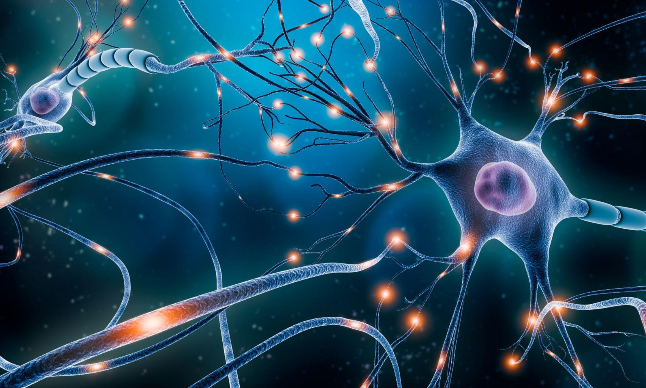 L’équipe a découvert qu’une paire de protéines agit comme une clé et une serrure moléculaires permettant de stabiliser les synapses.