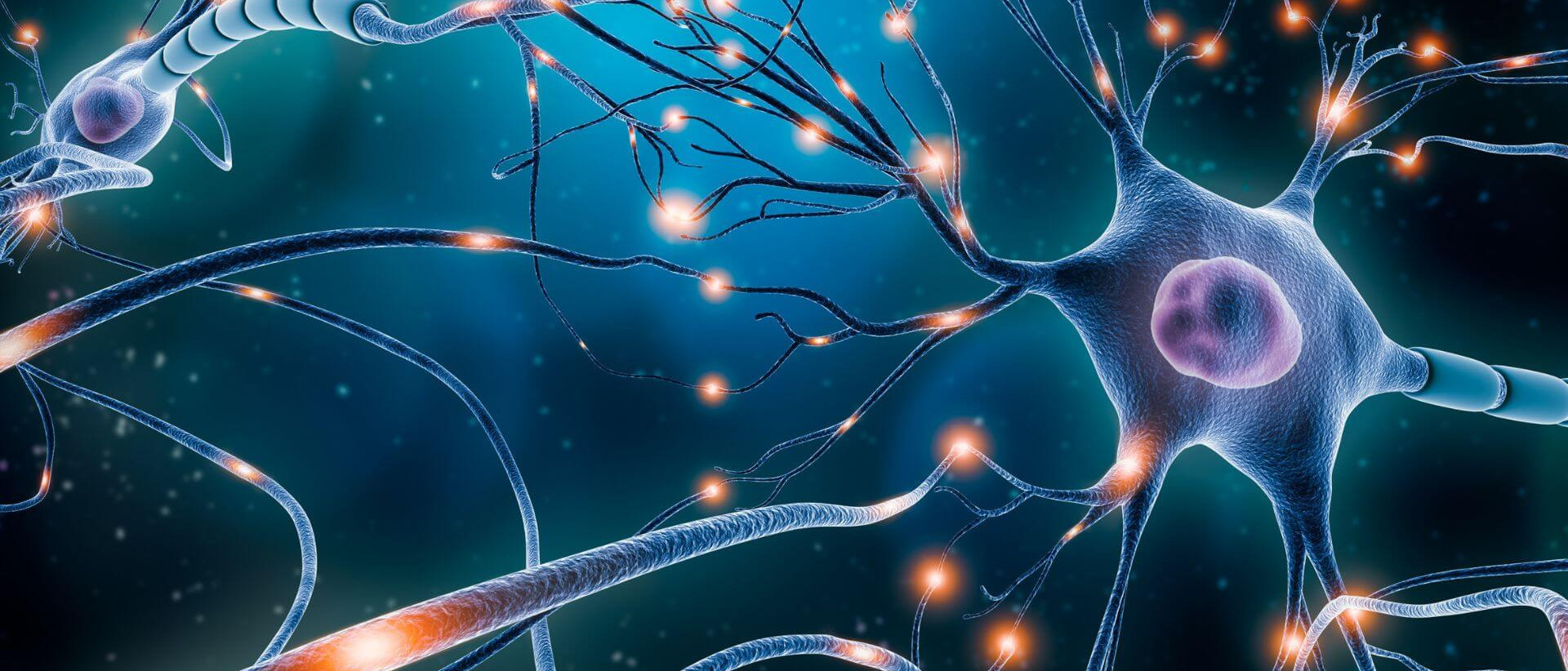 L’équipe a découvert qu’une paire de protéines agit comme une clé et une serrure moléculaires permettant de stabiliser les synapses.