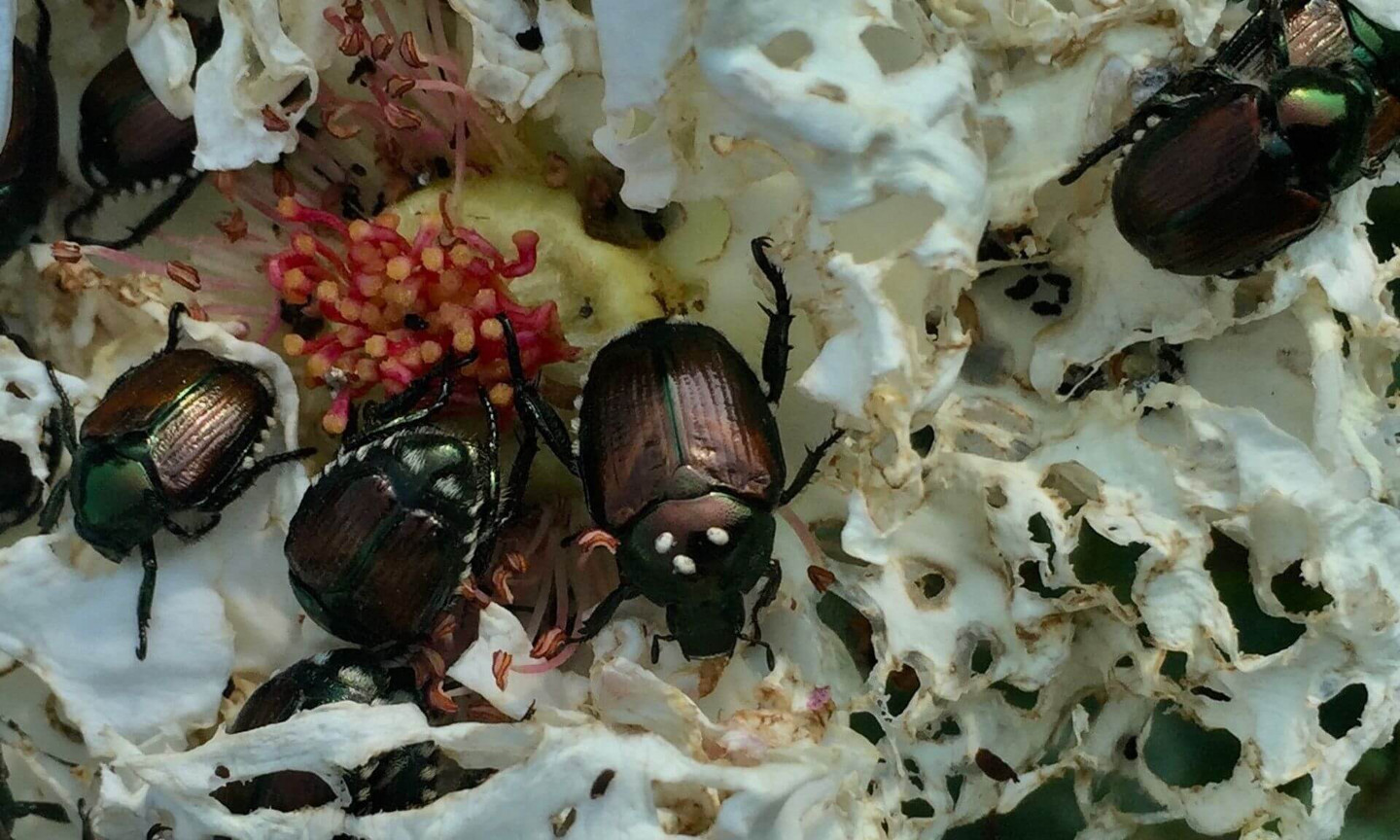 Au centre de l’image, les points blancs sur la carapace du scarabée témoigne qu’il est parasité par un œuf de la mouche Istocheta aldrichi.