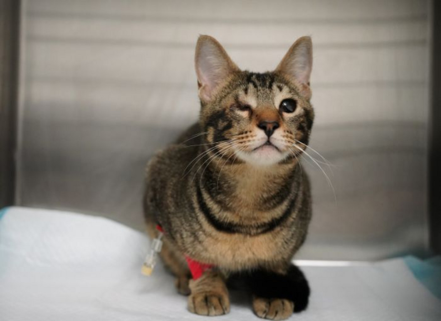 Un chat souffrant d’une maladie congénitale appelée symblépharon, qui provoque des conjonctivites. 