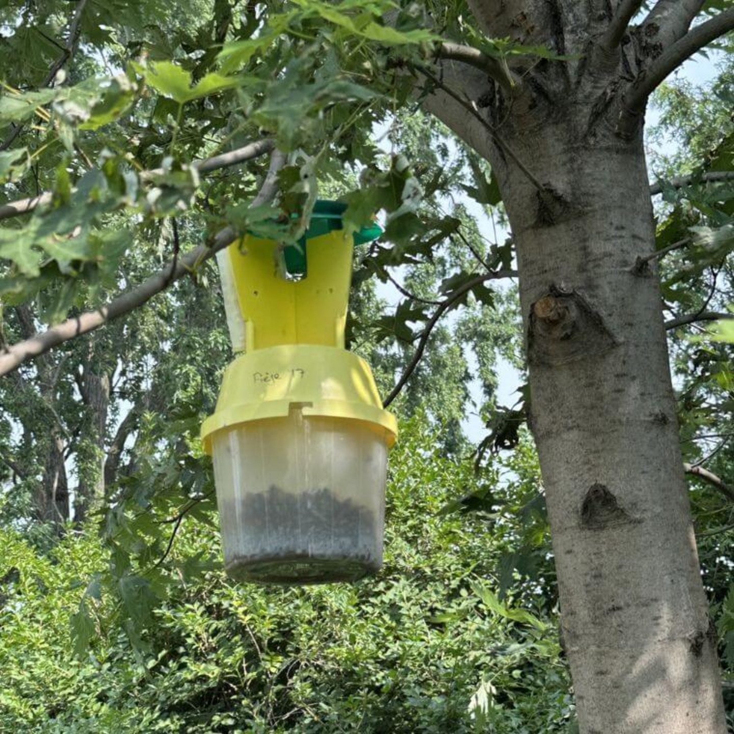 L’un des pièges à phéromones utilisés pour capturer les scarabées japonais et dénombrer ceux qui sont parasités par des œufs de la mouche Istocheta aldrichi.