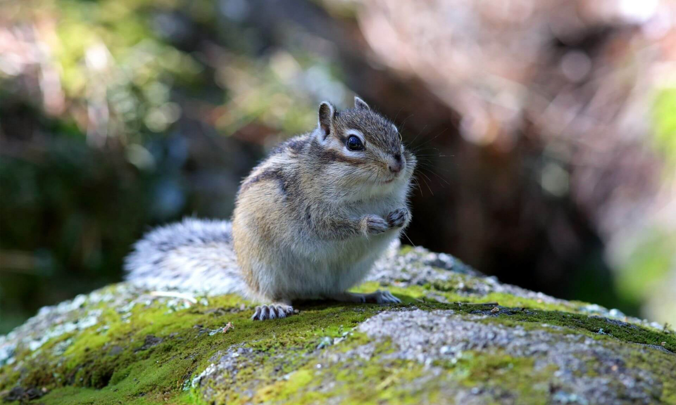 La prévalence de l'infection chez les petits mammifères capturés en Estrie allait de 7,1 % chez les grandes musaraignes à 64,7 % chez les tamias rayés de l'Est. Par comparaison, l'infection touchait 31,1 % des souris à pattes blanches. 