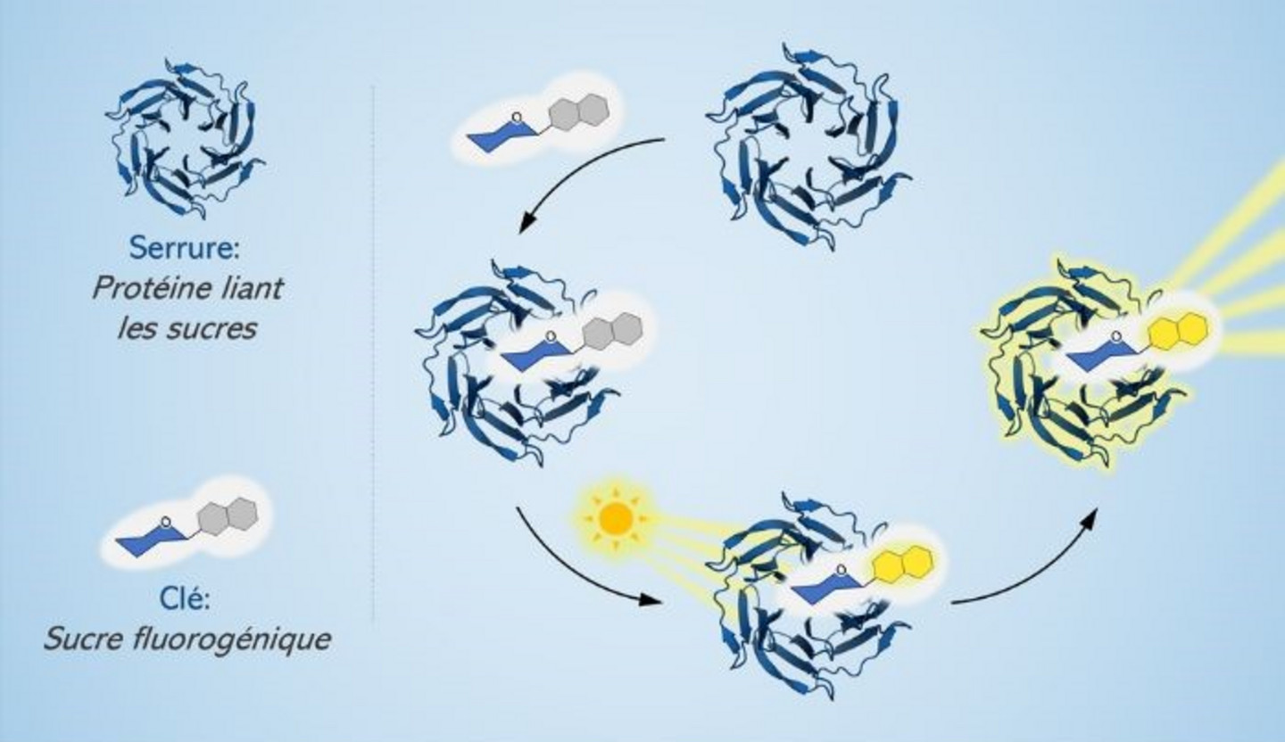 Selon un modèle clé-serrure, grâce à un chromophore réactif attaché à une molécule de sucre, lorsque celle-ci rencontre une lectine, les deux molécules se lient et deviennent fluorescentes.