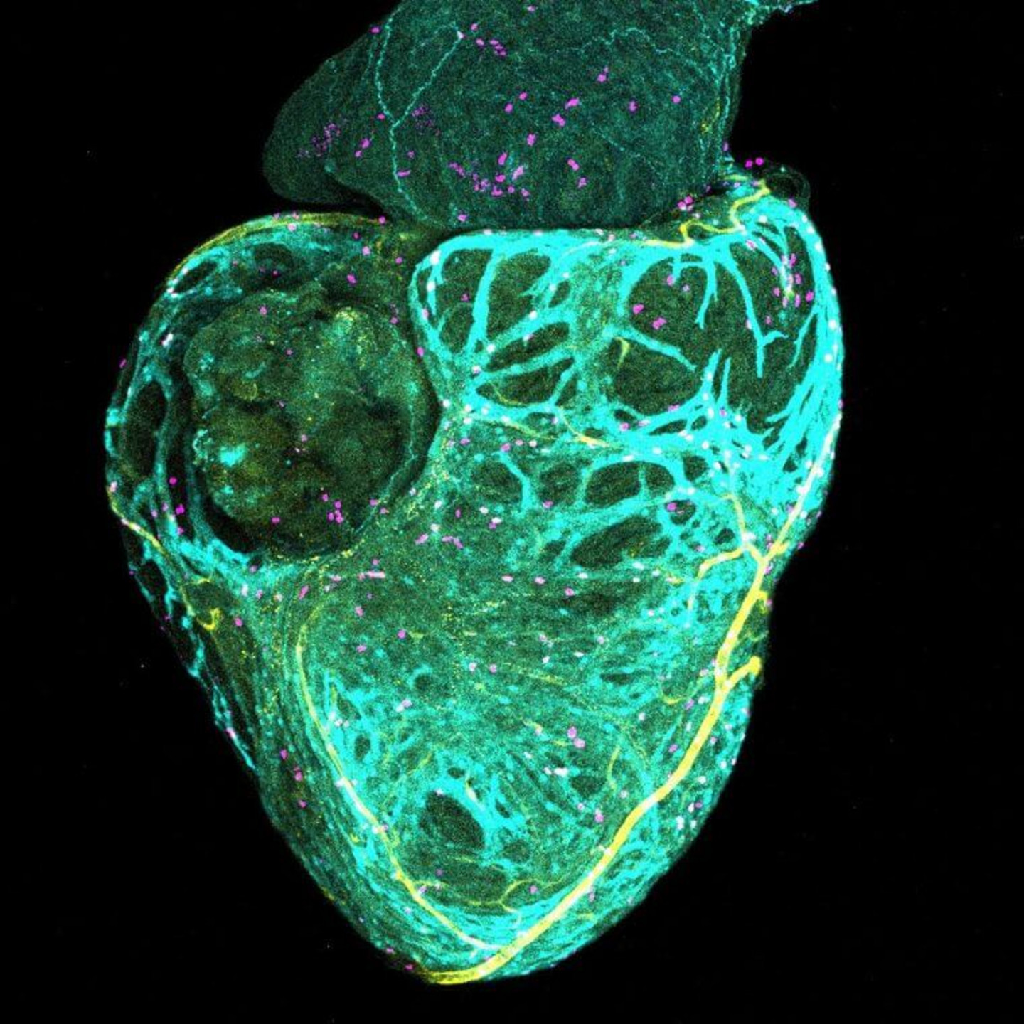 Grâce à différents marqueurs fluorescents, on peut voir simultanément les vaisseaux coronaires naissants, les cardiomyocytes et les cellules se multipliant, illustrant la croissance synchronisée du réseau vasculaire et du muscle cardiaque.