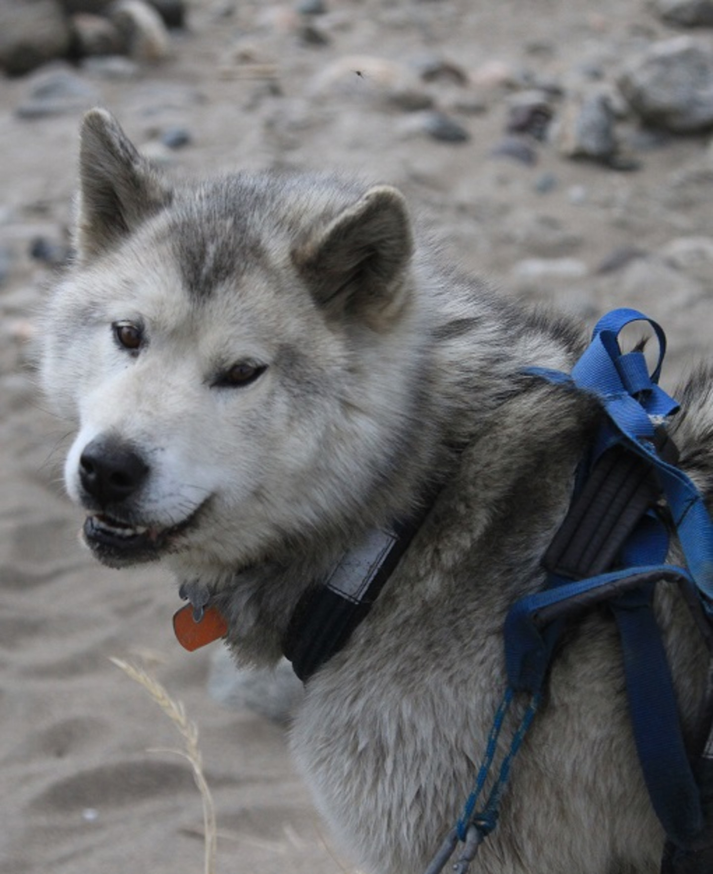 L’ampleur des populations canines dans les communautés nécessite une prise en charge plus adéquate des chiens pour mieux prévenir les morsures et les éclosions de rage, et réguler leur reproduction.