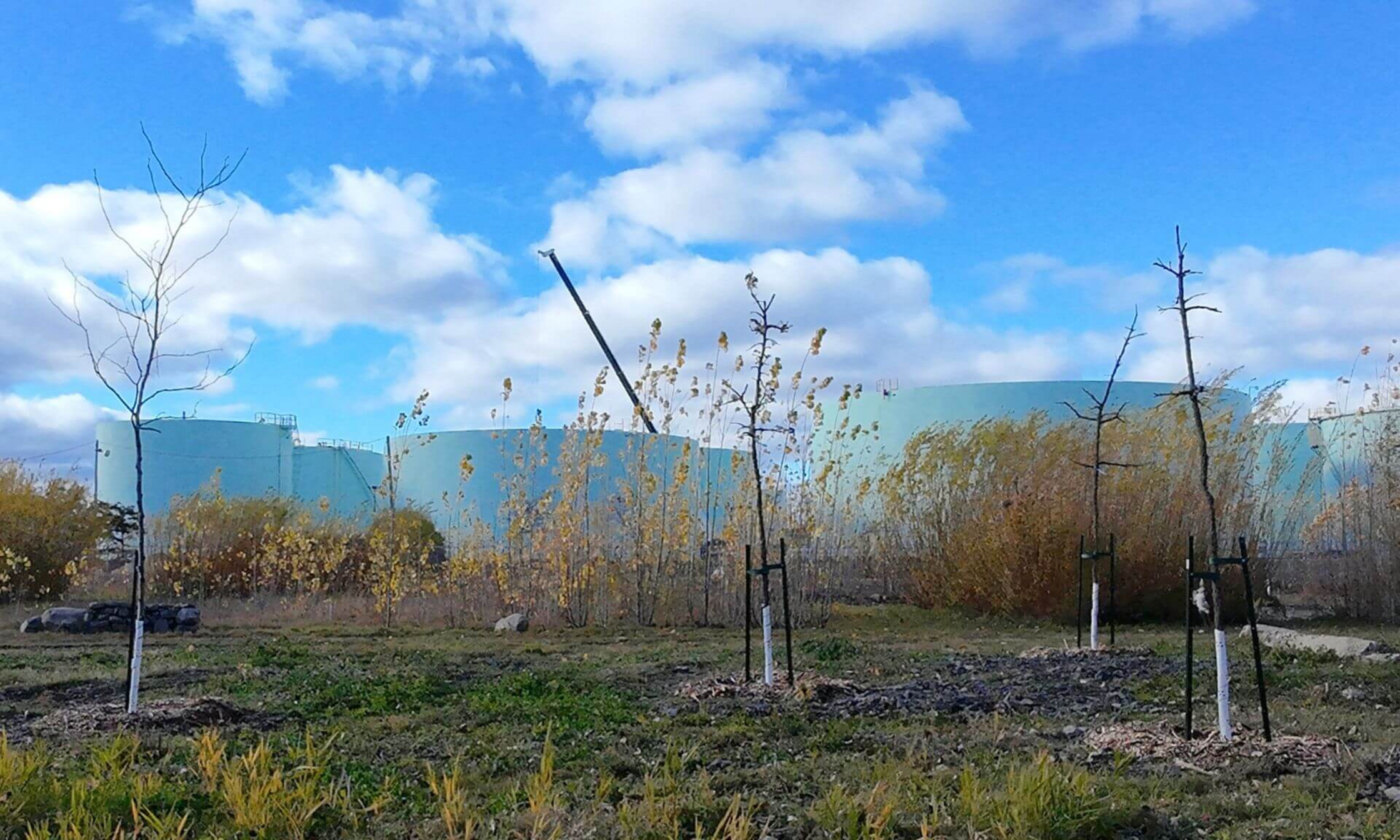 Le site du projet de la Forêt de demain.