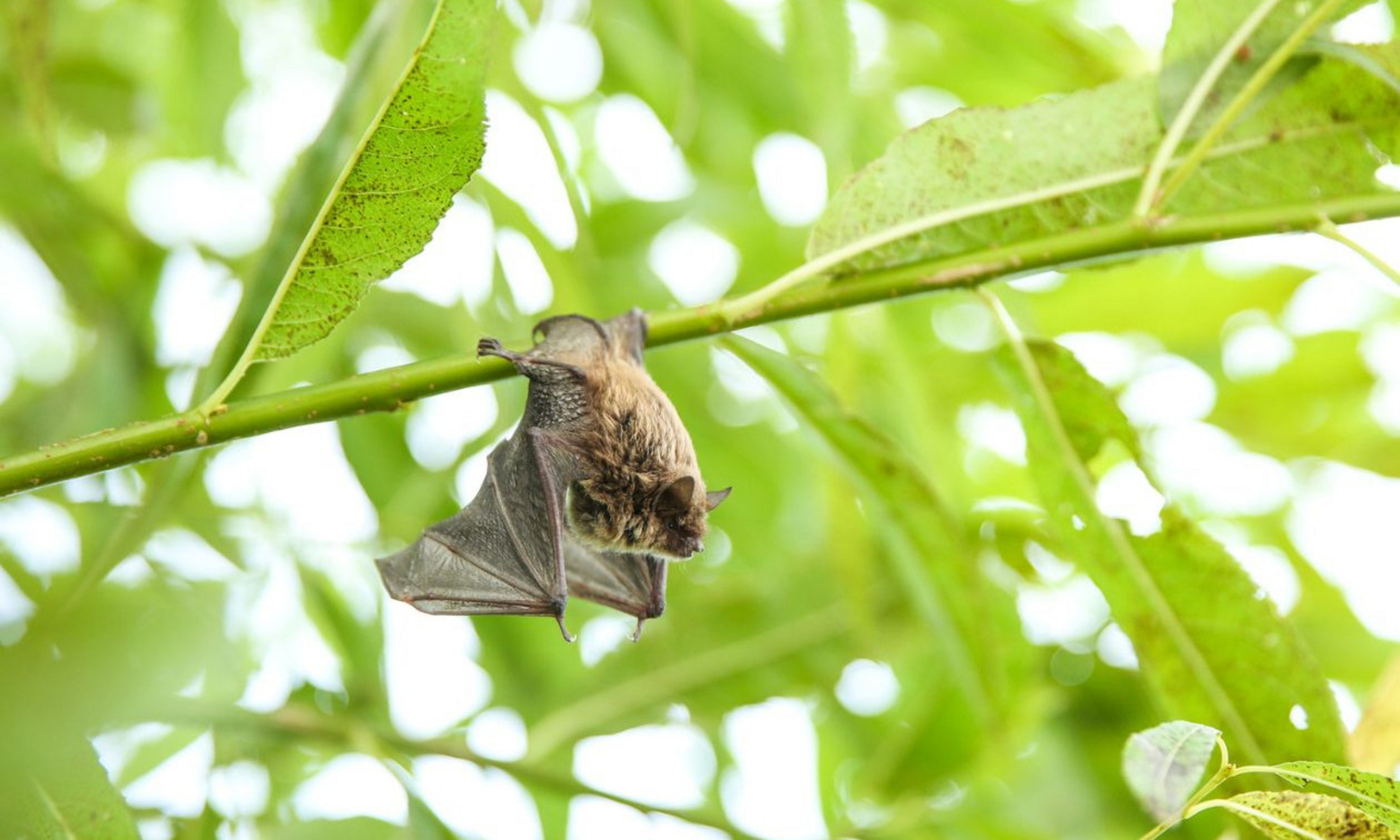En permettant de mieux comprendre où et comment les bétacoronavirus des chauves-souris évoluent, la recherche aide à cibler les points chauds potentiels pour l'émergence de nouvelles zoonoses.
