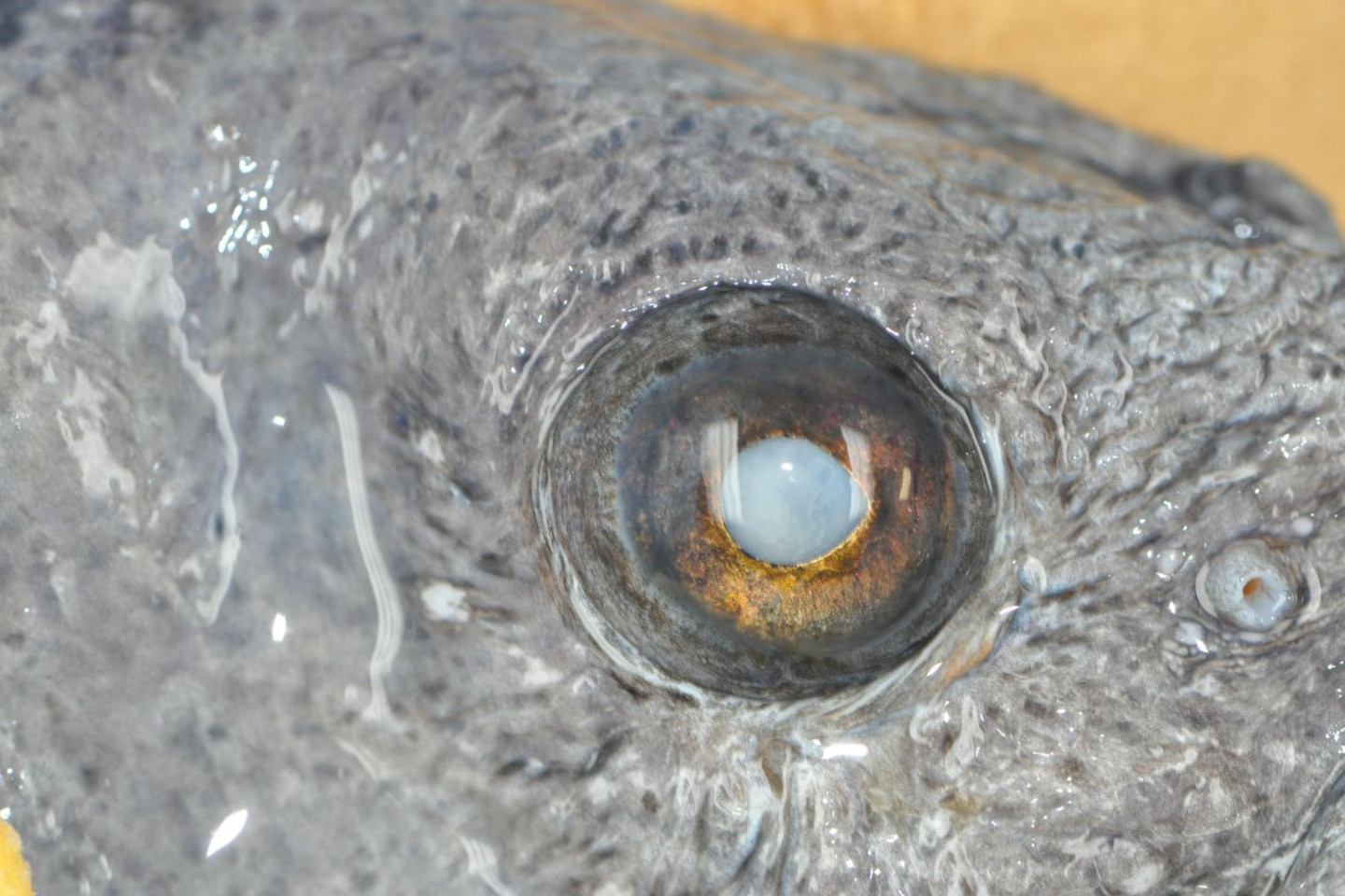 Cataracte à l'oeil droit d'un loup Atlantique