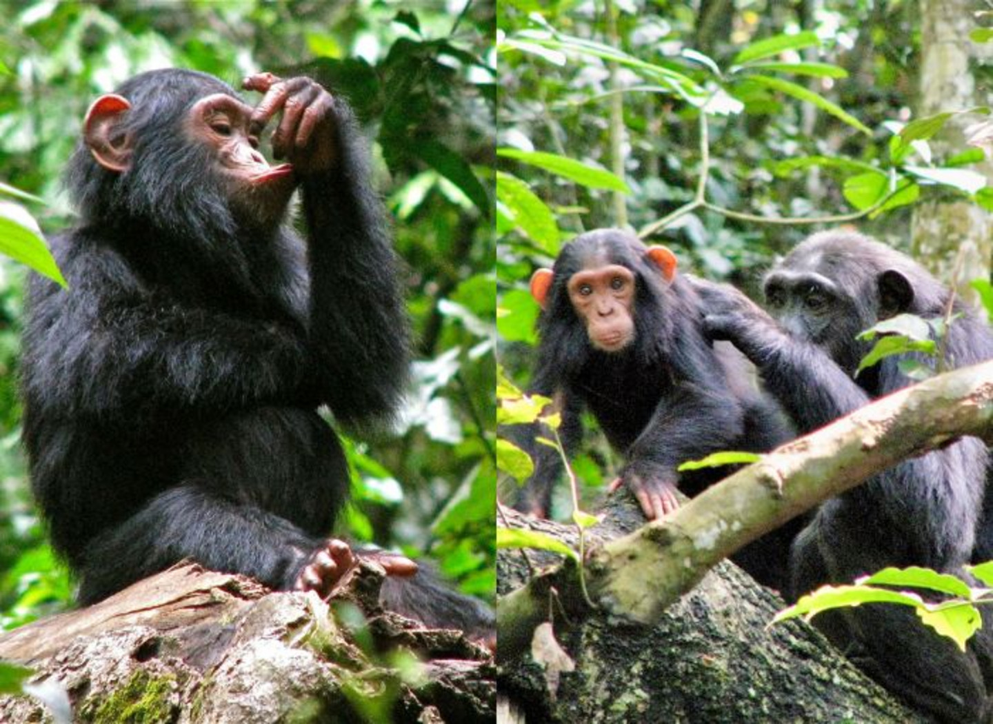 Les nids remplissent un rôle fonctionnel de sommeil chez les chimpanzés plus âgés, mais peuvent être utilisés davantage pour jouer et explorer l'environnement quand ils sont petits.