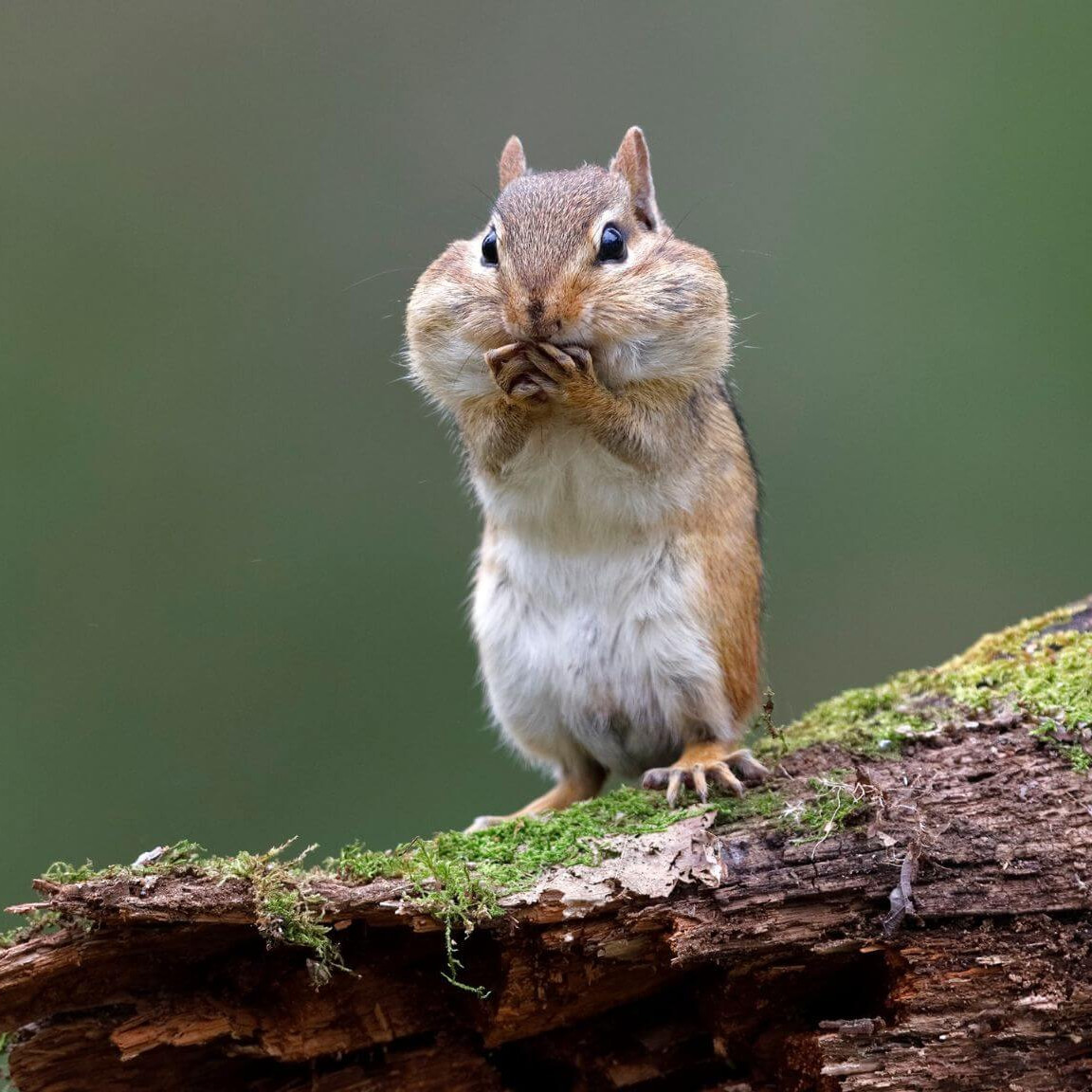 Les tamias capturés portaient 39,6 % des nymphes de tiques prélevées sur l'ensemble des petits mammifères, malgré leur faible représentation dans les captures, vraisemblablement parce qu’ils «sont fortement piqués par les tiques, étant très actifs dans la nature», selon Raphaëlle Audet-Legault.