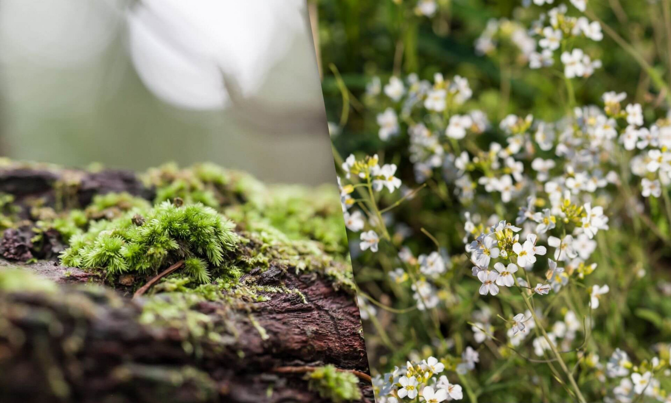 The formation of leaves in moss and the model plant Arabidopsis thaliana relies on very similar cellular dynamics