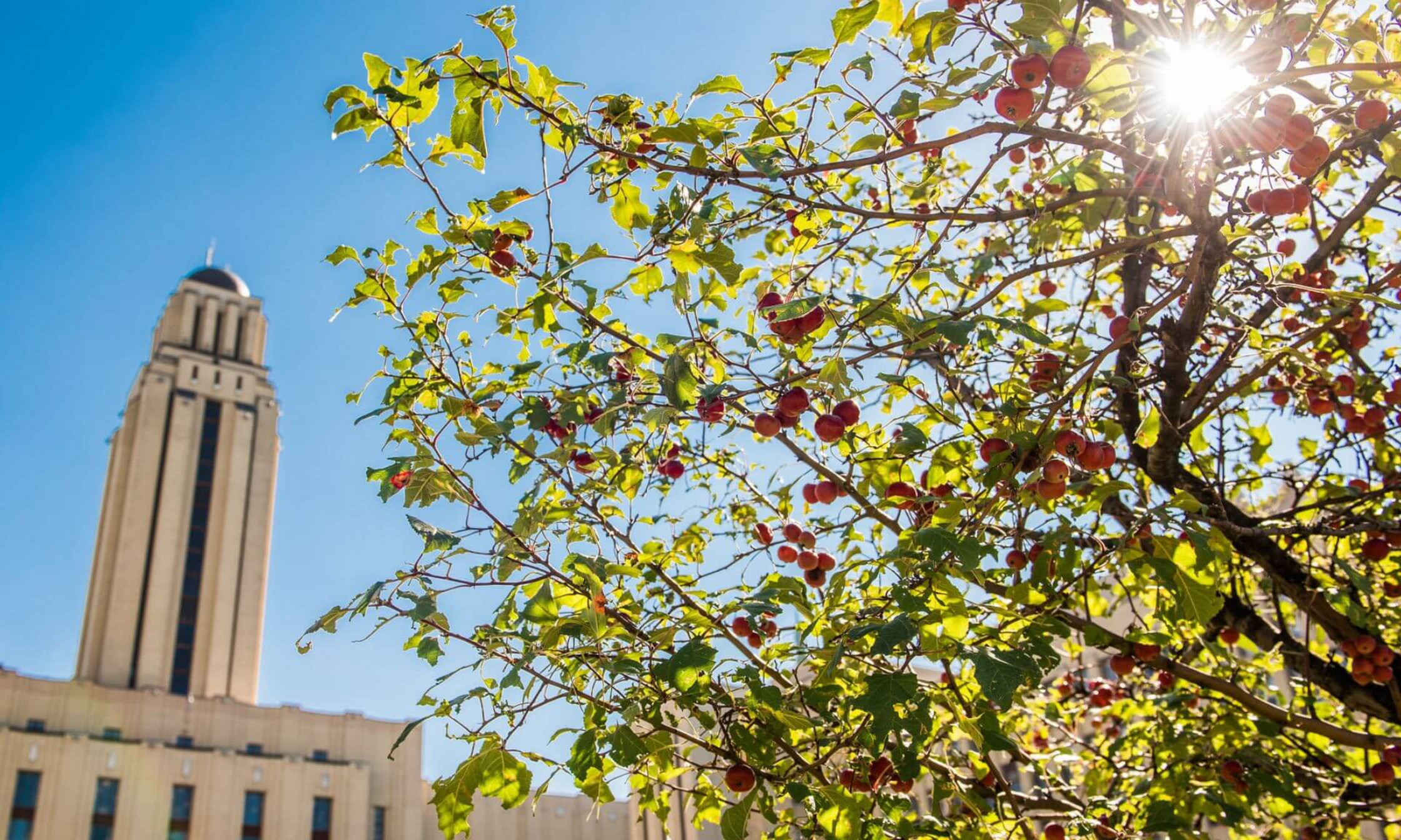 L’Université de Montréal remettra un doctorat honoris causa à 12 personnalités d’exception.
