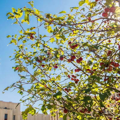 L’Université de Montréal remettra un doctorat honoris causa à 12 personnalités d’exception.