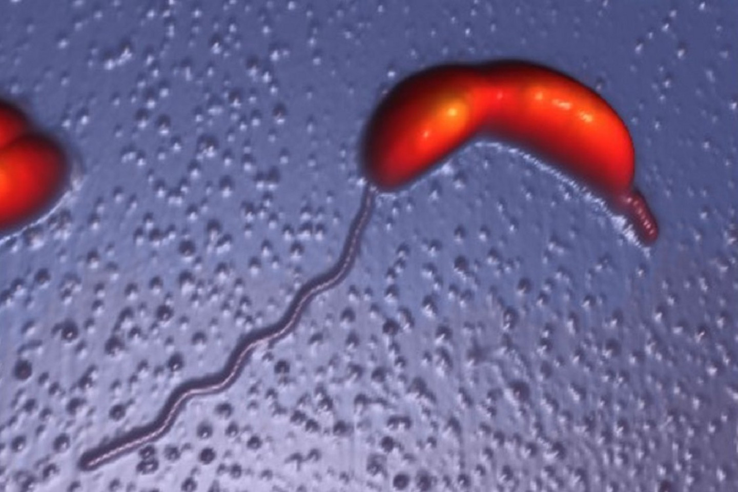 Cellule bactérienne de «Caulobacter» en train de se diviser.