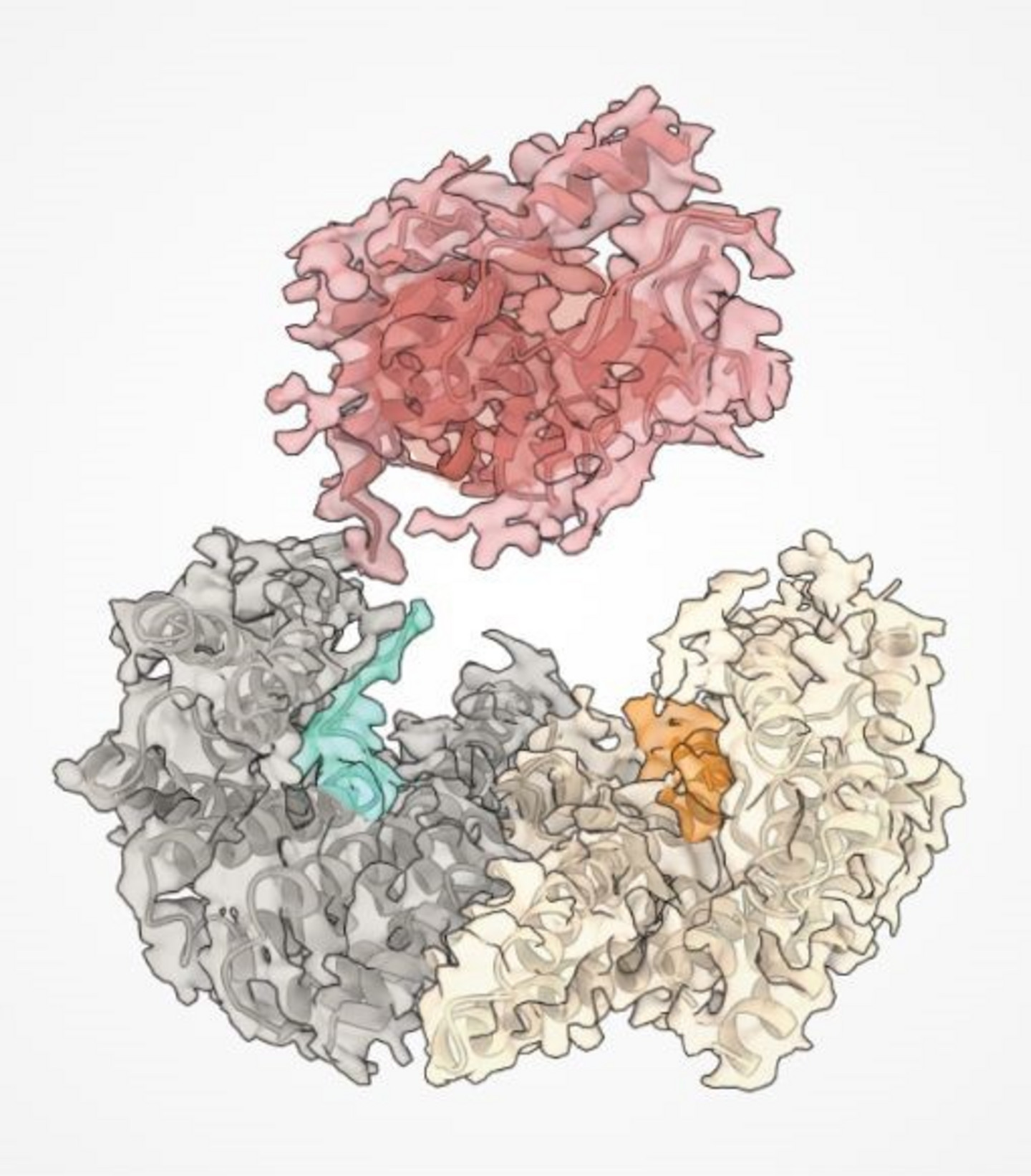 En saumon, la représentation de la structure de cryomicroscopie électronique de BRAF. Les autres représentations sont des protéines dites “chaperones”, c’est-à-dire qui aident les autres protéines à se replier correctement.