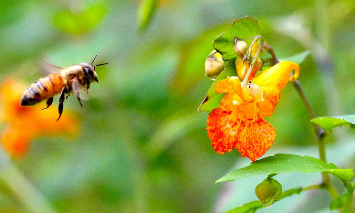 Selon l'étude, les fleurs de l’impatiente du Cap seraient capables de s’adapter aux changements provoqués par l’urbanisation dans les communautés de pollinisateurs.
