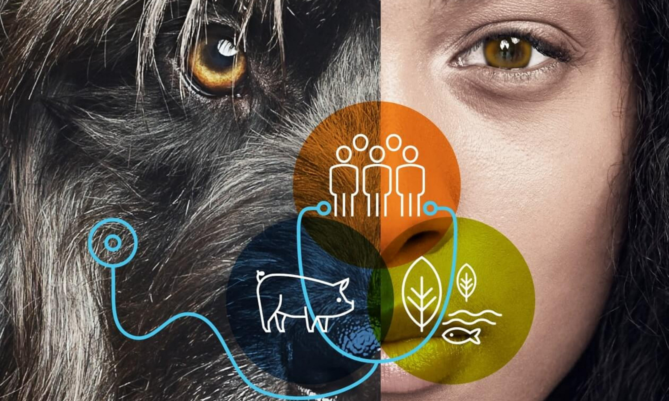 En considérant qu’il existe au moins 8,7 millions d’espèces animales, il y a de fortes probabilités que plusieurs maladies humaines aient des origines communes avec celles qui touchent les animaux ‒ et que les solutions à ces maladies résident dans une approche multidisciplinaire et non seulement médicale.