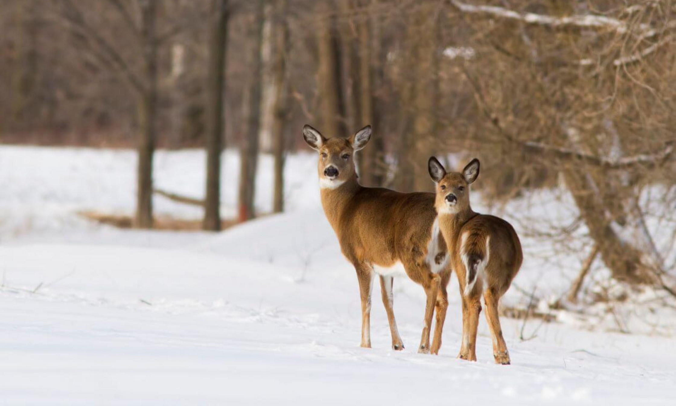 La Ville de Longueuil a fait volteface et a annoncé à la fin novembre qu’elle demandait au ministère des Forêts, de la Faune et des Parcs du Québec d’autoriser le déplacement de ces 15 bêtes.
