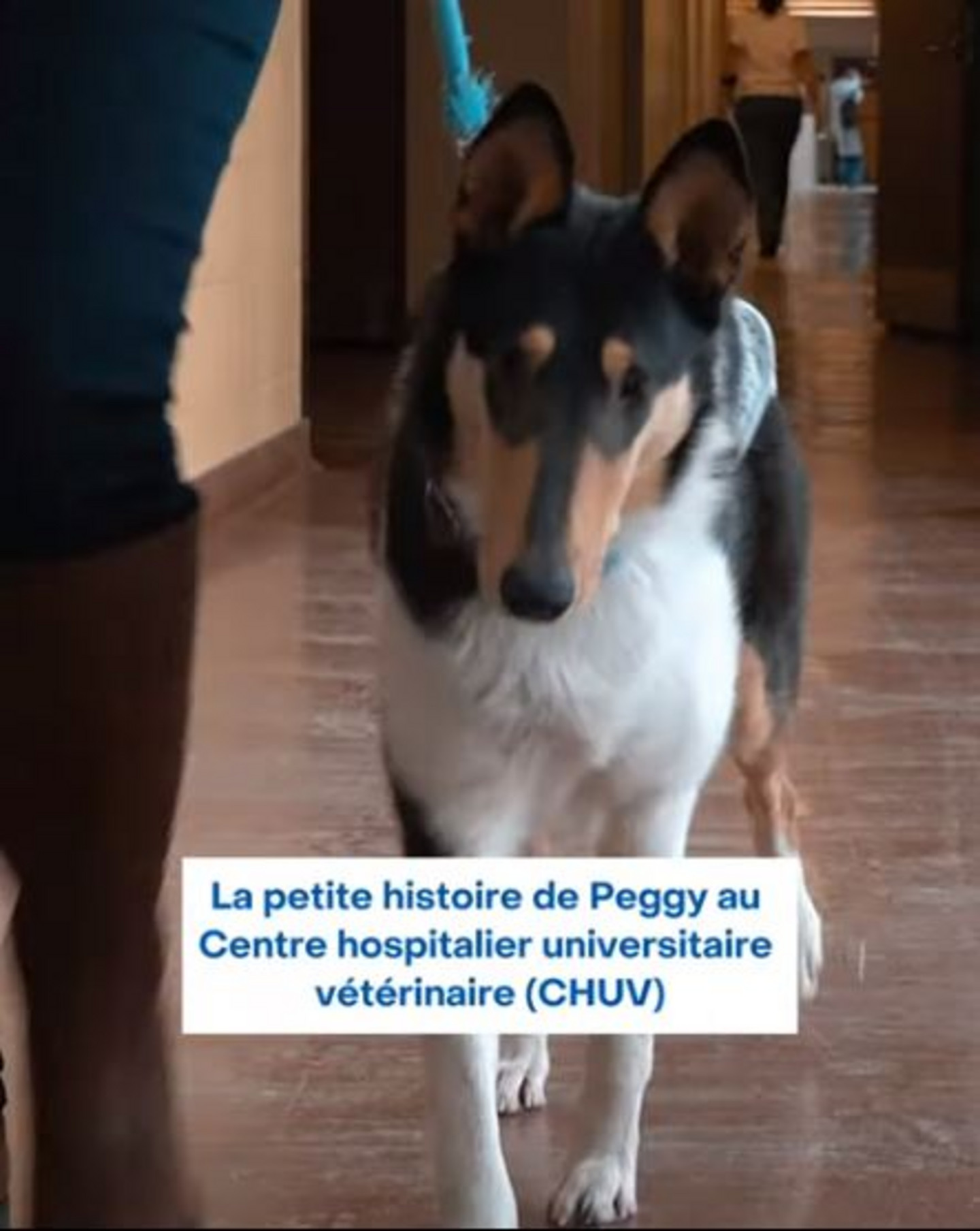 Watch the video in which another dog, Peggy, was also treated at CEMI, this time for an ectopic ureter.