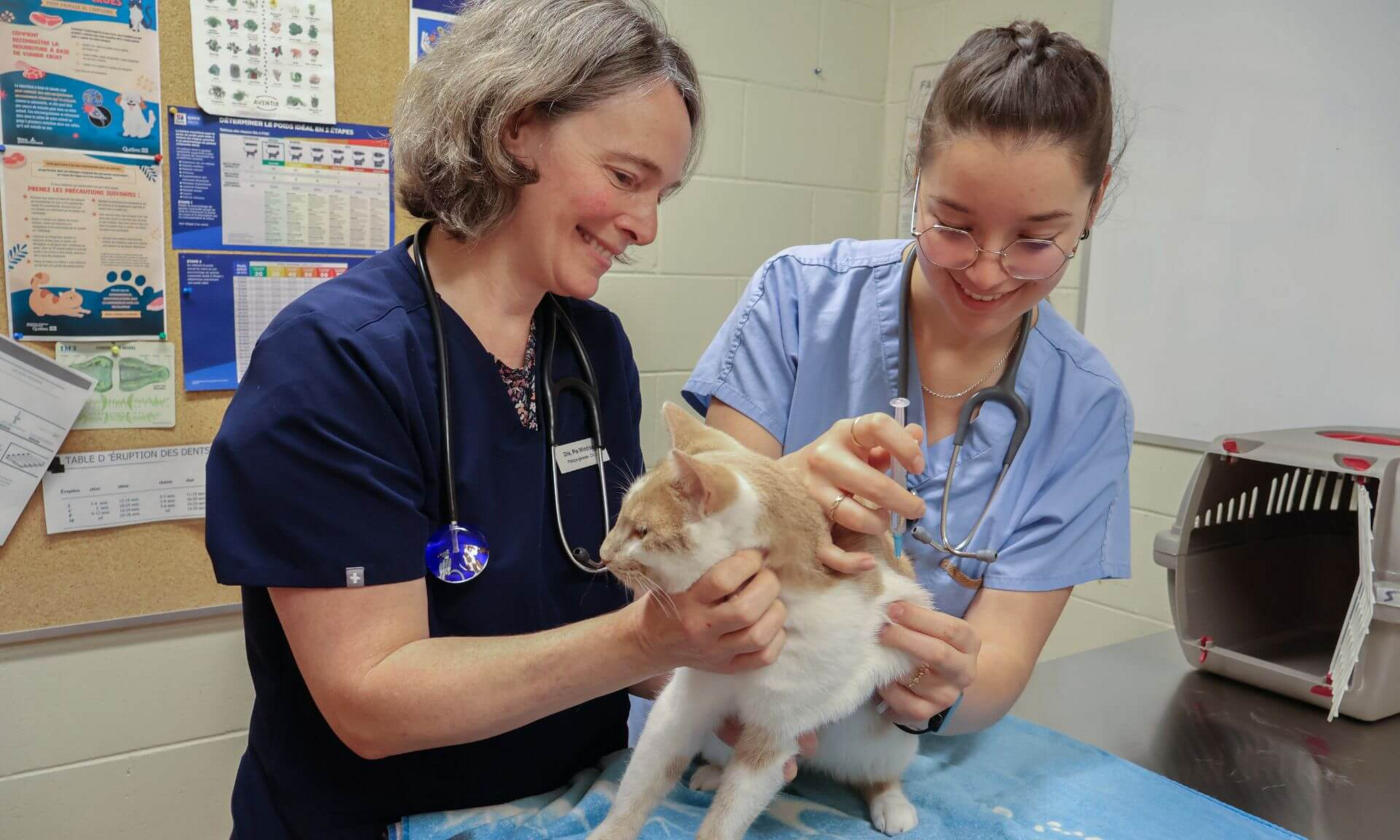 Les propriétaires d’animaux de compagnie des régions ciblées pourront les faire vacciner contre la rage à tarif réduit.