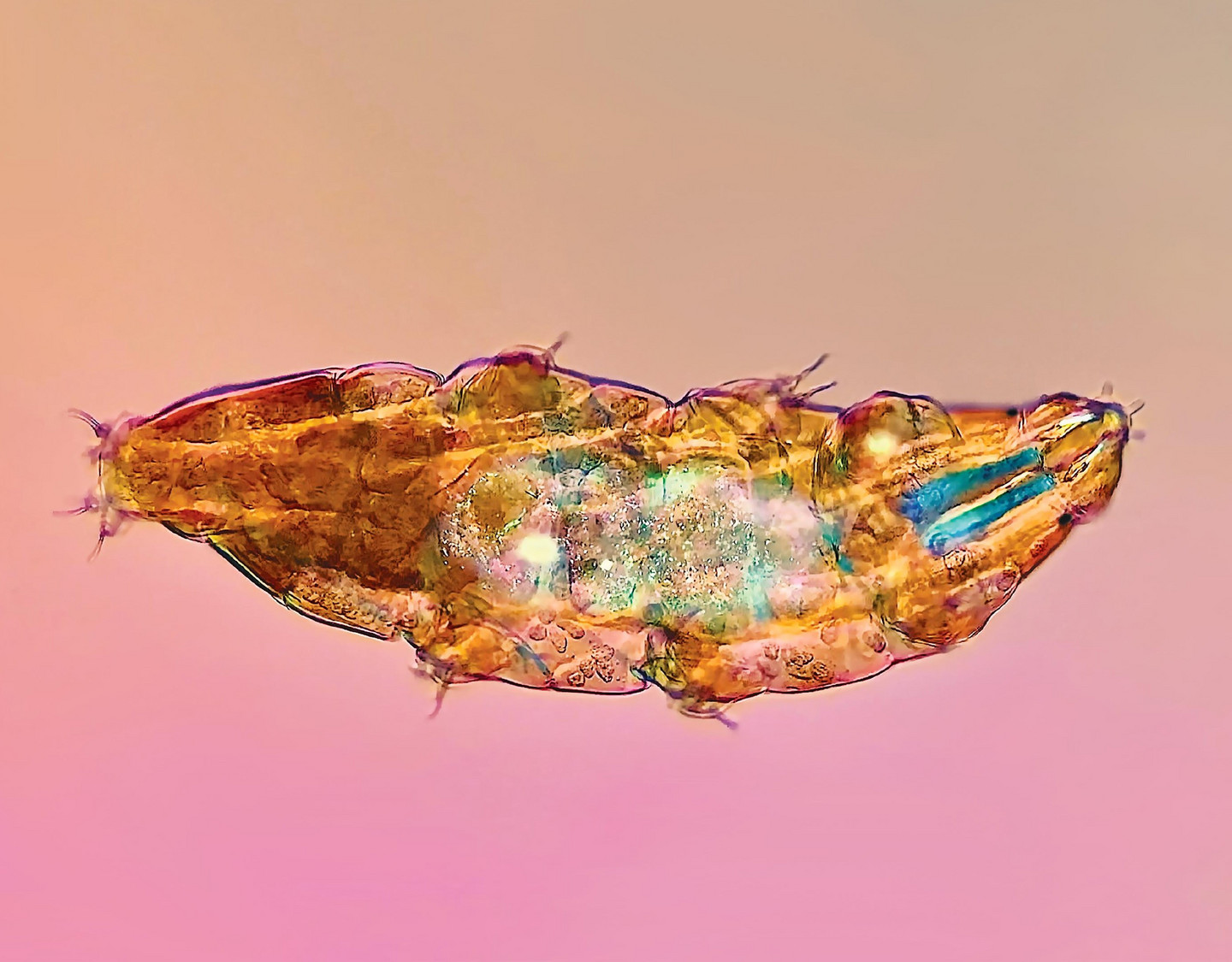 Tardigraphe