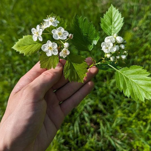 Blachardii, à gauche, et chrysocarpa, à droite