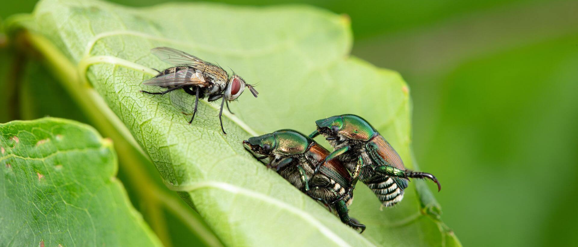 L'accouplement des scarabées japonais représente un moment opportun pour la mouche parasitoïde Istocheta aldrichi, qui en profite pour pondre ses œufs, le plus souvent sur la femelle coincée sous le mâle. Une fois éclos, les larves s'introduisent dans le corps de leur hôte, s'y nourrissent et finissent par causer sa mort.