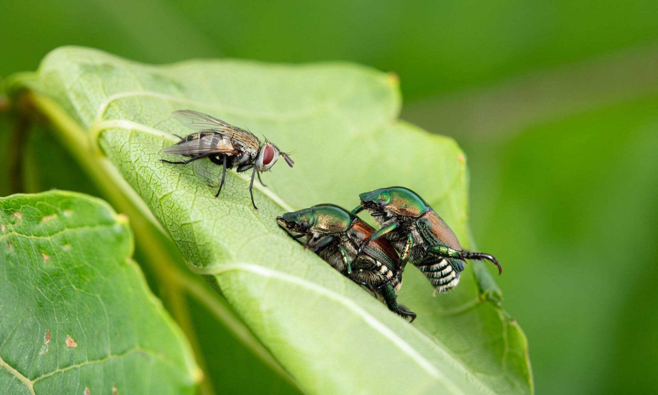 L'accouplement des scarabées japonais représente un moment opportun pour la mouche parasitoïde Istocheta aldrichi, qui en profite pour pondre ses œufs, le plus souvent sur la femelle coincée sous le mâle. Une fois éclos, les larves s'introduisent dans le corps de leur hôte, s'y nourrissent et finissent par causer sa mort.